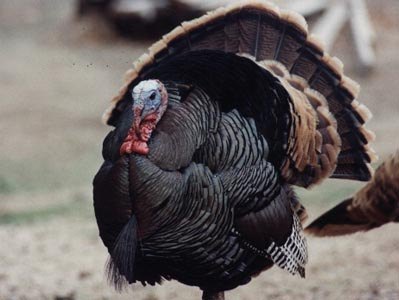 A great photo of a Turkey
