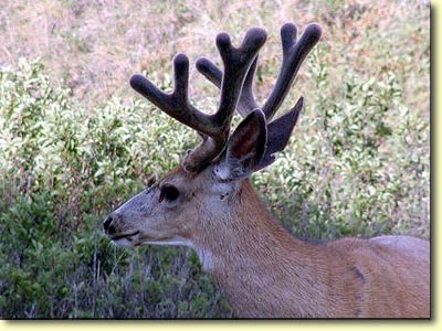 Canadian Velvet II