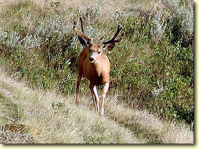 Canadian Velvet II