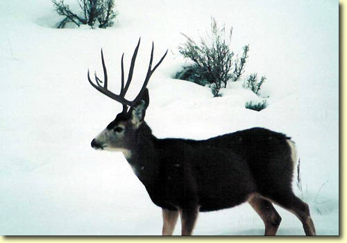 Winter Bucks