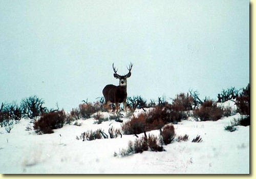 Winter Bucks