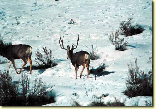 Winter Bucks