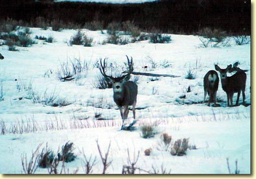 Winter Bucks