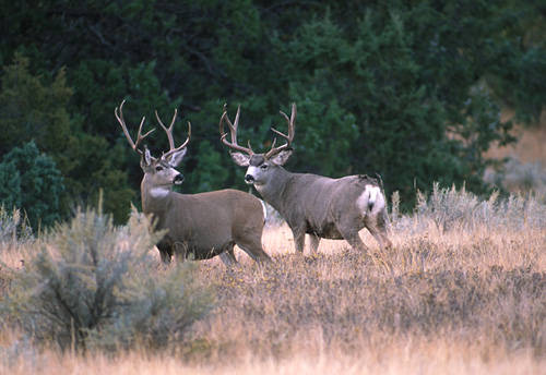 Big Velvet Mulies