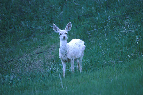 Big Velvet Mulies