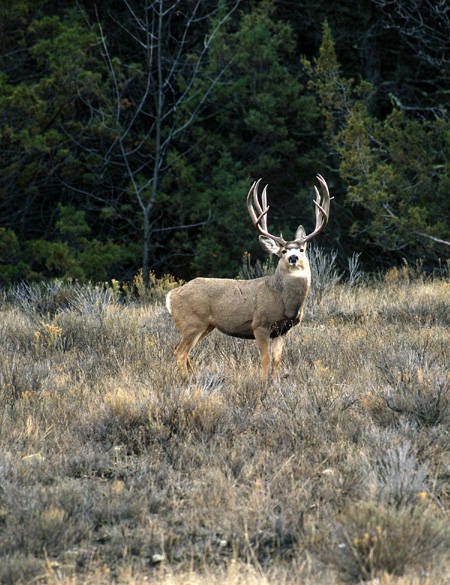 Big Velvet Mulies