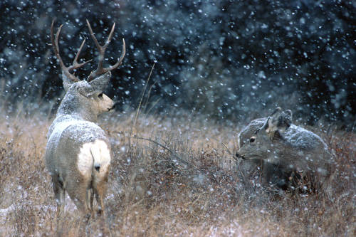 Big Velvet Mulies