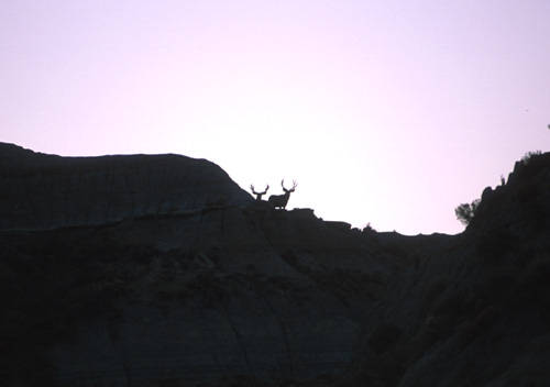 Big Velvet Mulies