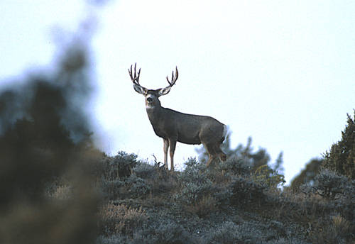 Big Velvet Mulies