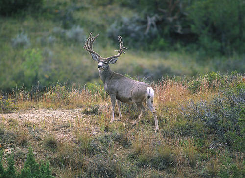 Big Velvet Mulies