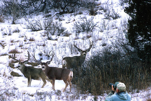 Big Velvet Mulies