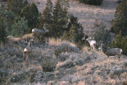 Big Velvet Mulies