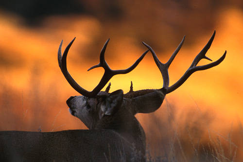 Big Velvet Mulies