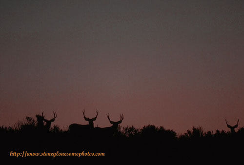 Big Buck Velvet