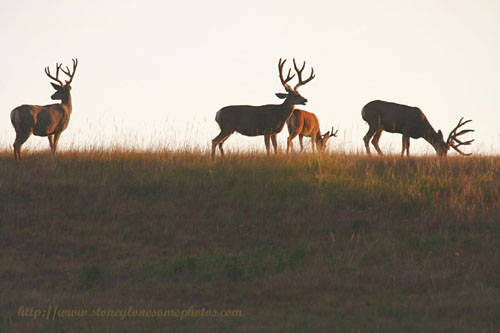 Big Buck Velvet