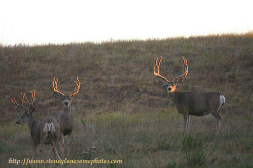 Big Buck Velvet