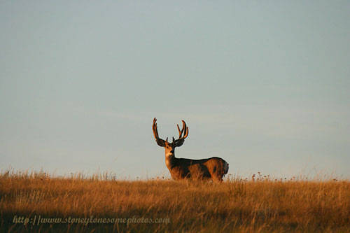 Big Buck Velvet