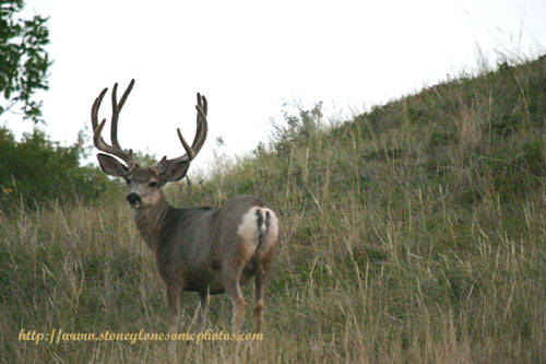 Big Buck Velvet