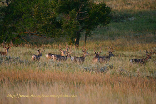 Big Buck Velvet