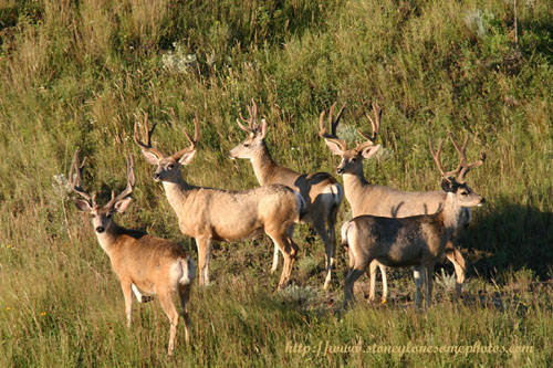 Big Buck Velvet