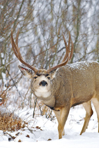 Nuts About Bucks VI