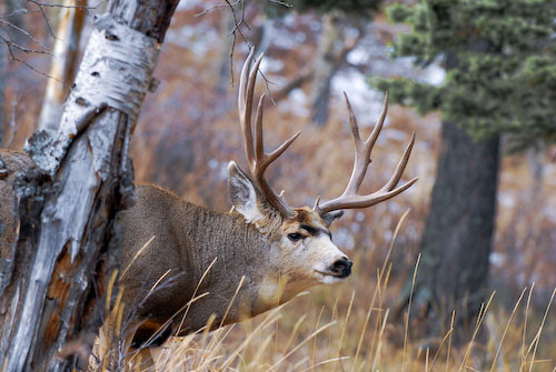 Nuts About Bucks VI