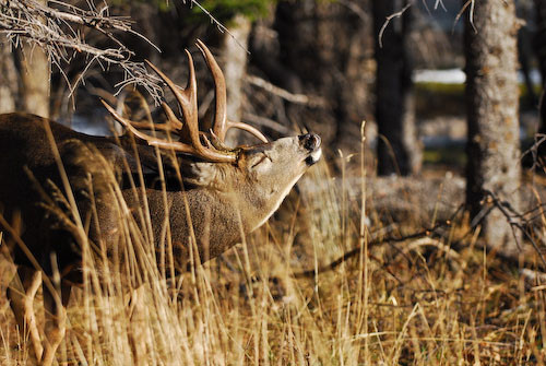 Nuts About Bucks VI