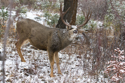 Nuts About Bucks VI