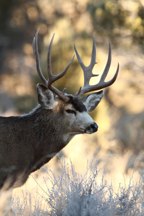 Sweet Muleys