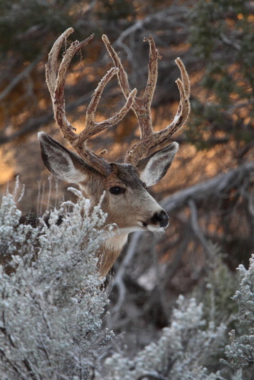 Sweet Muleys