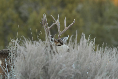 Sweet Muleys