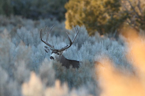 Sweet Muleys