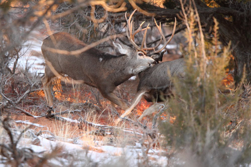 Sweet Muleys