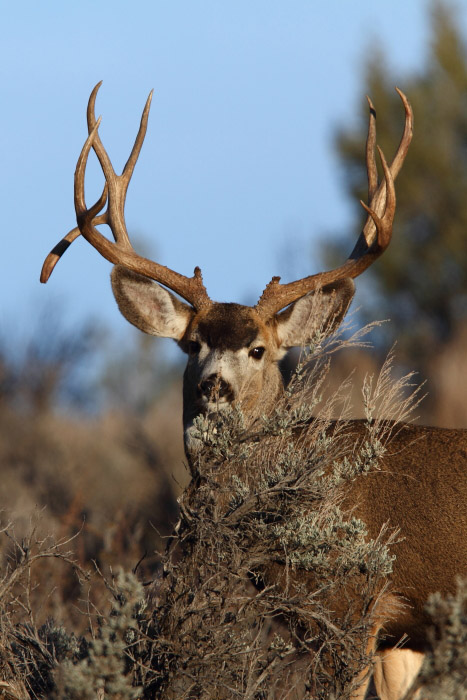 Sweet Muleys