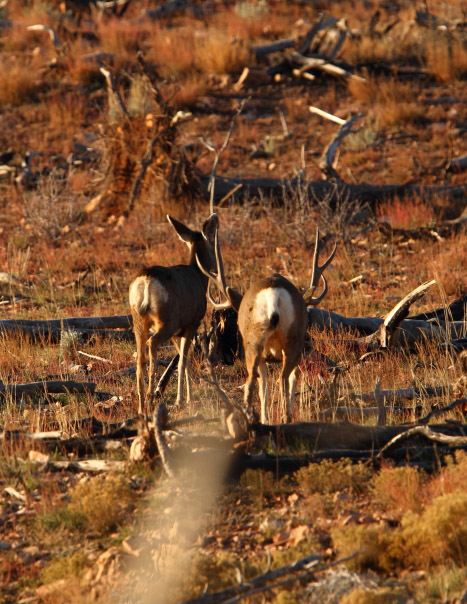 Sweet Muleys