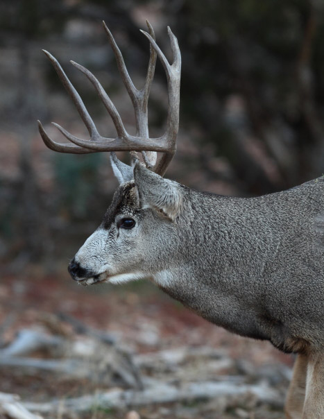 Sweet Muleys