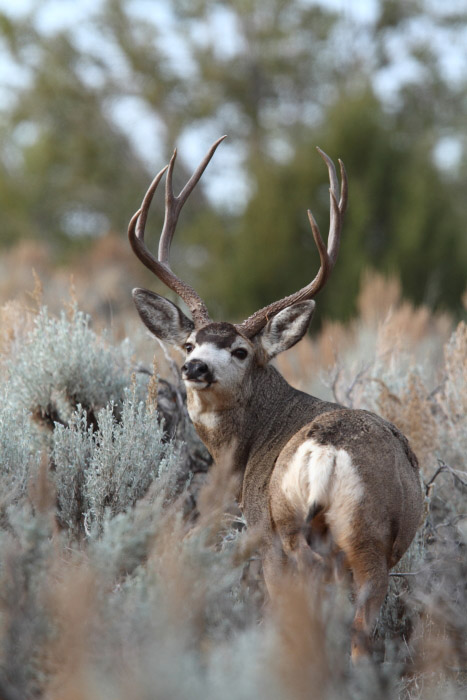 Sweet Muleys