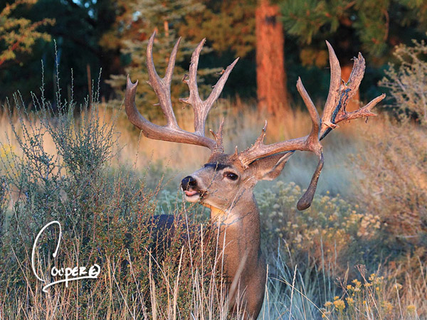 Mega Buck Bone