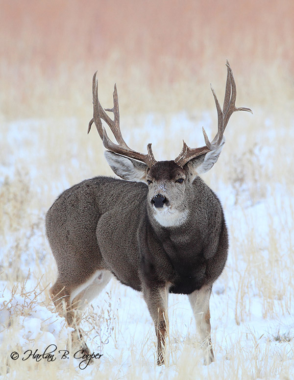 Mega Buck Bone