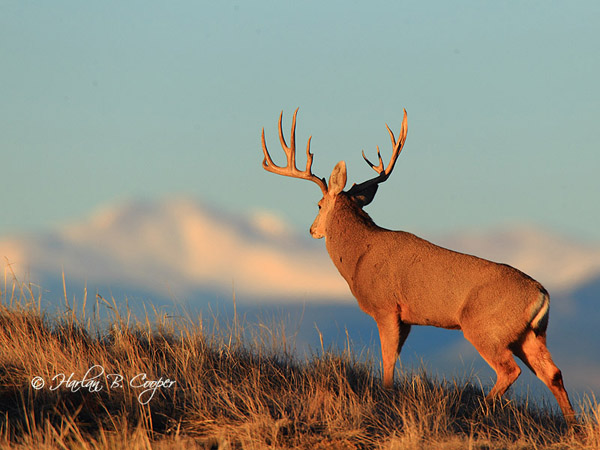 Mega Buck Bone