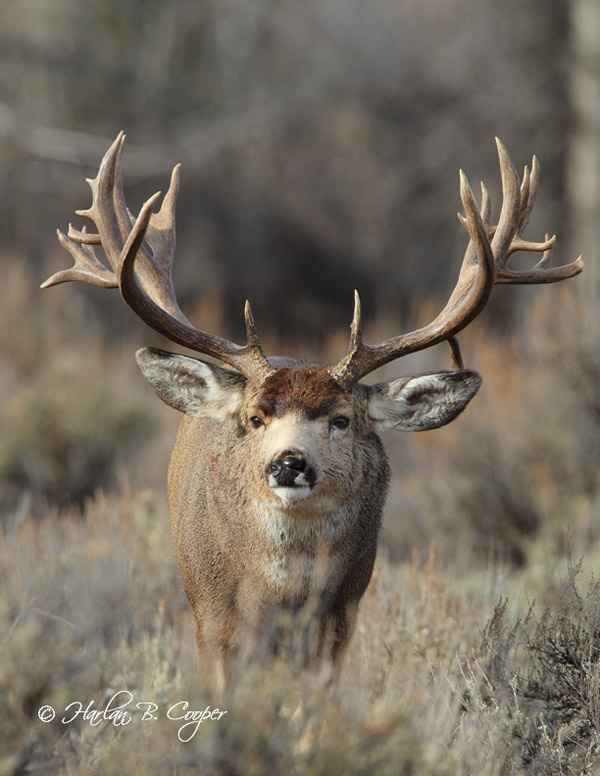 Mega Buck Bone