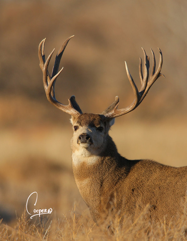 Mega Buck Bone