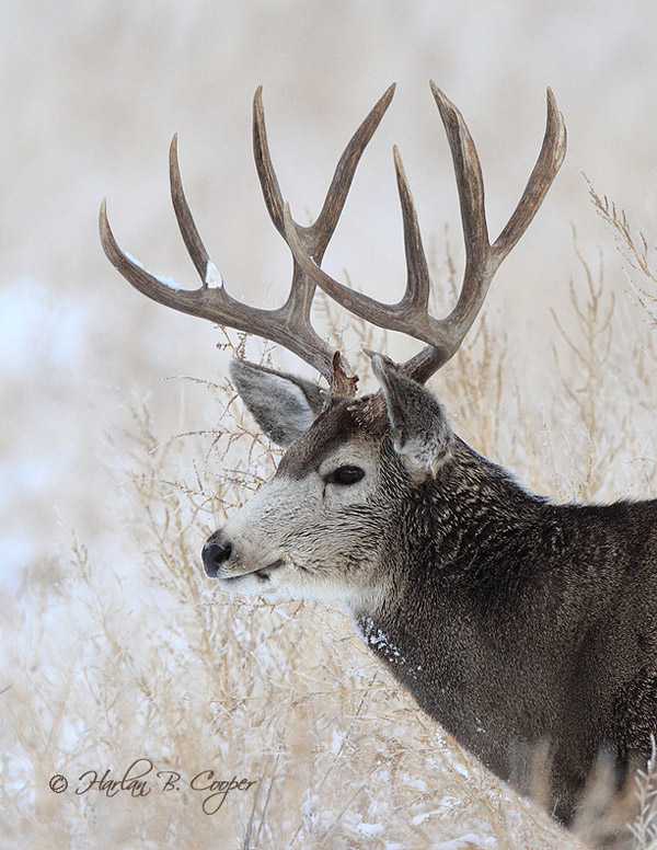 Mega Buck Bone