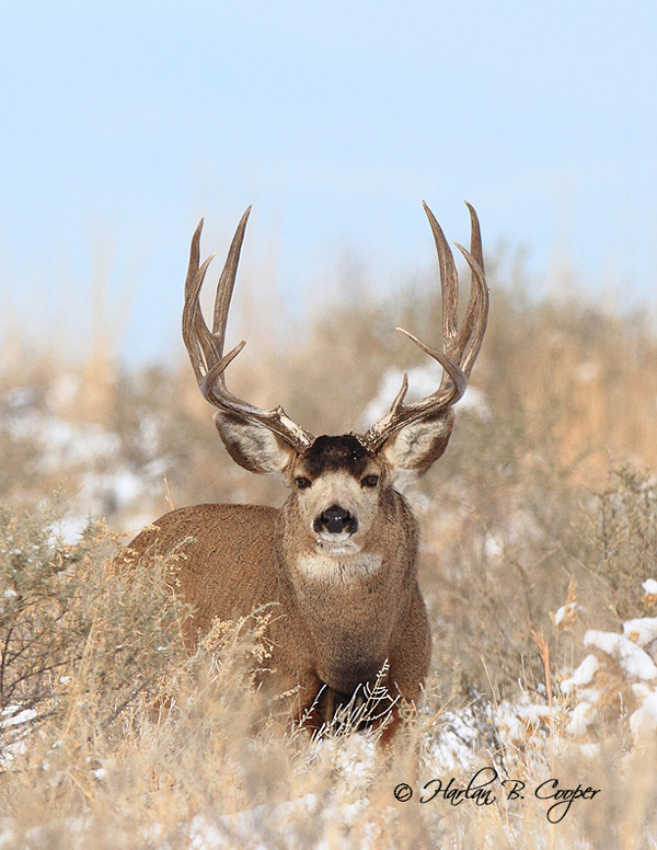 Mega Buck Bone