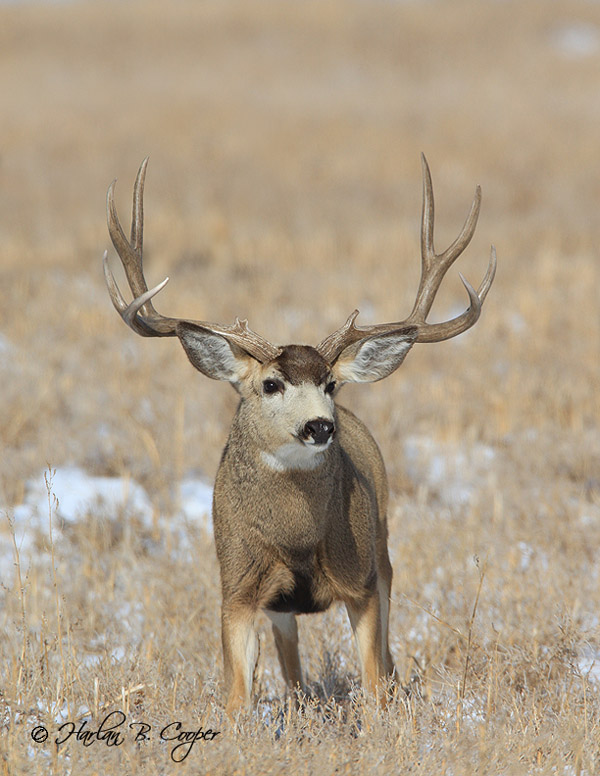 Mega Buck Bone