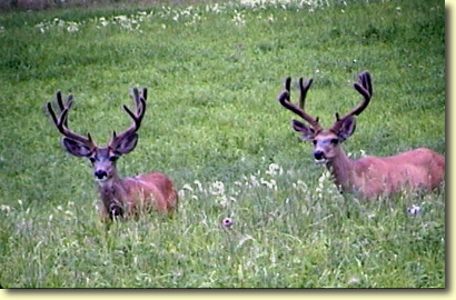 Colorado Velvet I