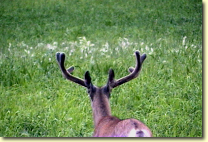 Colorado Velvet I