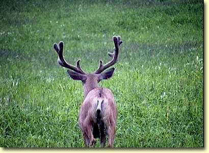 Colorado Velvet I