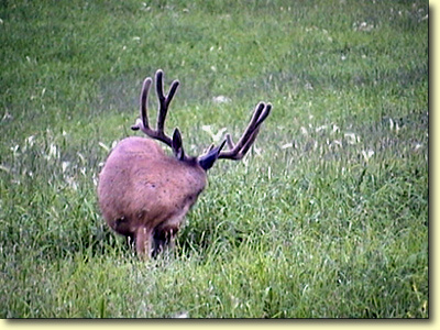 Colorado Velvet I