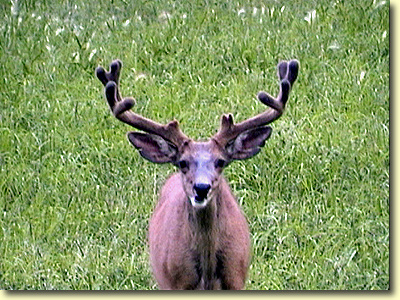 Colorado Velvet I